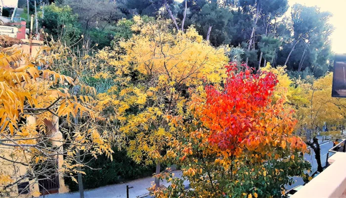 12-otono-en-gran-vista-bcn-hr-nov-2019 12--Otoño en Gran Vista. BCN - HR. NOV. 2019